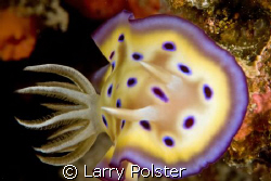 Chromodoris kuniei, D300, 105VR, DUmageute, Philippines by Larry Polster 
